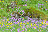 ingvellir: paars, geel en groen. De IJslandse zomerkleuren. 